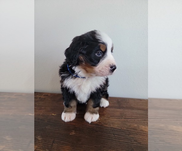 Medium Photo #12 Bernese Mountain Dog Puppy For Sale in CUBA CITY, WI, USA