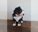 Small Photo #12 Bernese Mountain Dog Puppy For Sale in CUBA CITY, WI, USA
