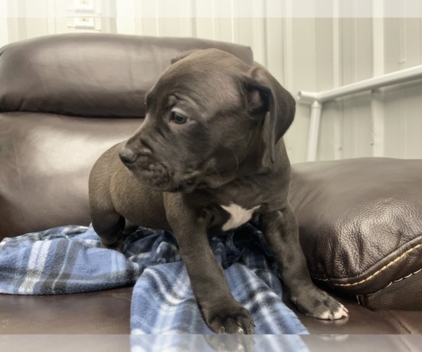 Medium Photo #31 American Bully Puppy For Sale in REESEVILLE, WI, USA