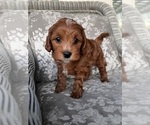 Small #2 Cavapoo