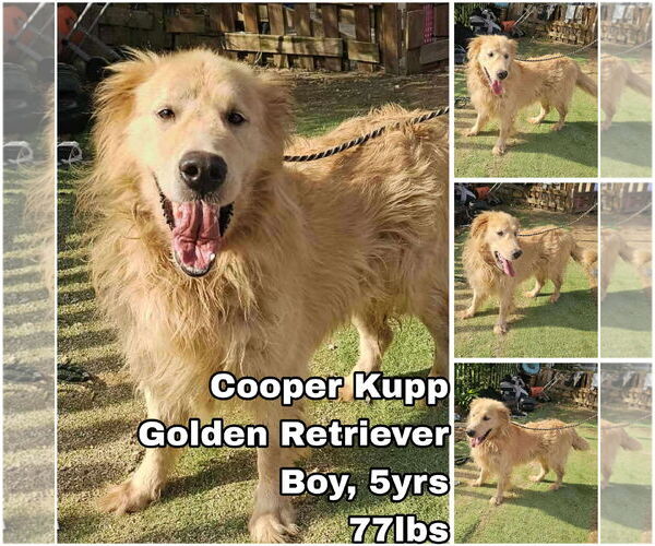 Medium Photo #1 Golden Retriever Puppy For Sale in Seattle, WA, USA