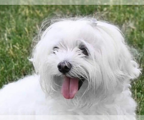 Medium Photo #1 Papitese Puppy For Sale in ATOKA, OK, USA