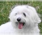 Small Photo #1 Papitese Puppy For Sale in ATOKA, OK, USA