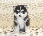 Small #2 Pomsky