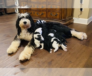 Bernedoodle Puppy for sale in MONTVERDE, FL, USA