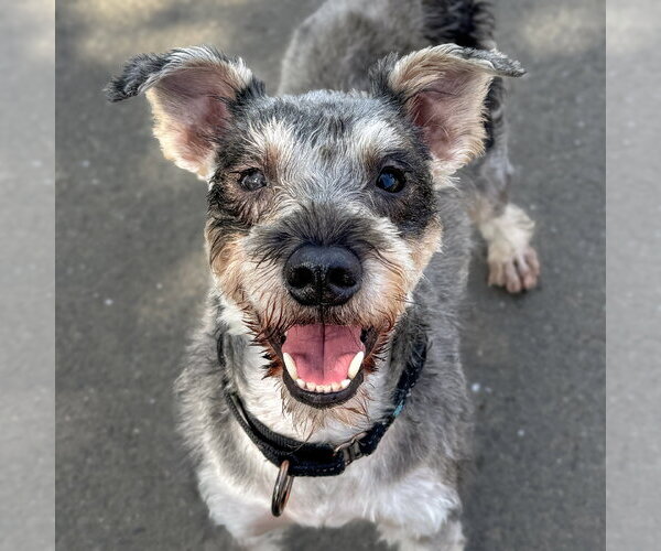 Medium Photo #1 Mutt Puppy For Sale in Sequim, WA, USA