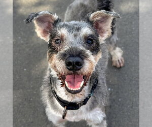 Mutt Dogs for adoption in Sequim, WA, USA