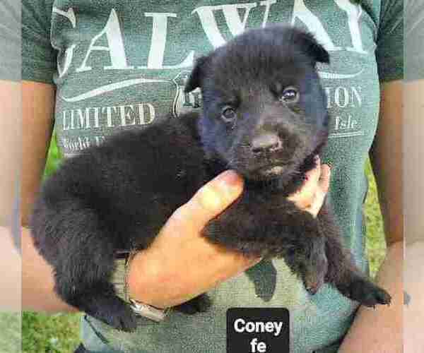 Medium Photo #18 German Shepherd Dog Puppy For Sale in KANSAS CITY, MO, USA