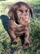 Small Photo #13 Labrador Retriever Puppy For Sale in EATONVILLE, WA, USA