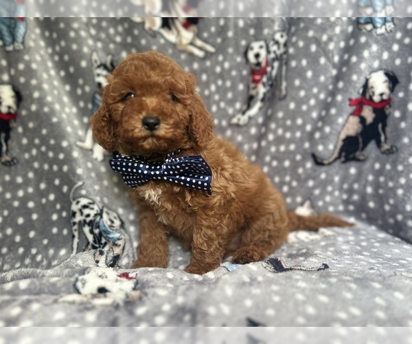 Medium Photo #1 Cavapoo Puppy For Sale in LAKELAND, FL, USA