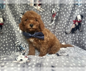 Cavapoo Puppy for sale in LAKELAND, FL, USA