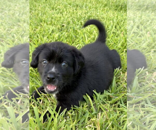 Medium Photo #1 Labrador Retriever-Unknown Mix Puppy For Sale in The Woodlands, TX, USA