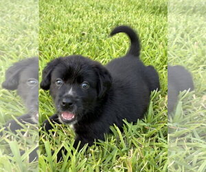 Labrador Retriever-Unknown Mix Dogs for adoption in The Woodlands, TX, USA