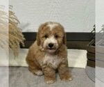Small #1 Bichpoo