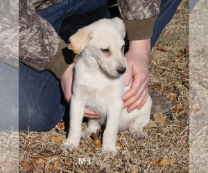 Labrador Retriever Puppy for sale in TEKAMAH, NE, USA