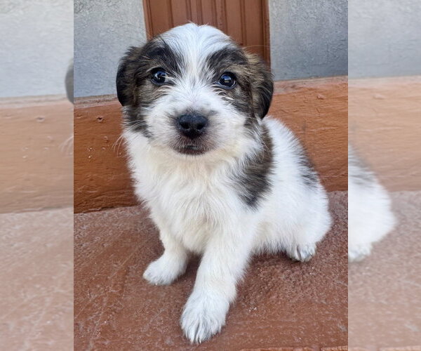 Medium Photo #3 Mutt Puppy For Sale in Marina Del Rey, CA, USA