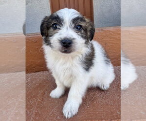 Earl - Male Mutt Dog for Adoption - Photo #3