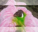 Small Photo #4 Dachshund Puppy For Sale in SEGUIN, TX, USA