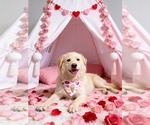Small #3 Great Pyrenees Mix