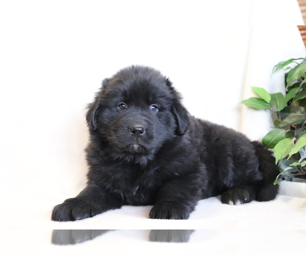 Medium Photo #3 Newfoundland Puppy For Sale in SHILOH, OH, USA