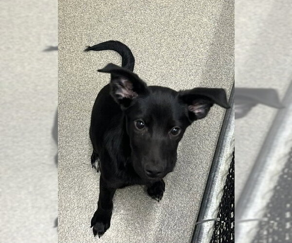Medium Photo #1 Labrador Retriever-Unknown Mix Puppy For Sale in Sterling, MA, USA