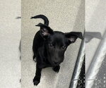 Small Labrador Retriever Mix