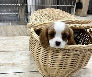 Cavalier King Charles Spaniel Puppy for sale in TAYLOR, MI, USA