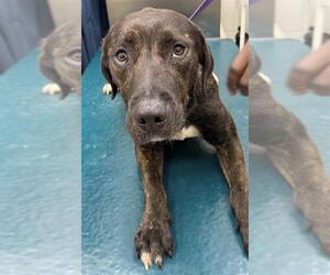 Labrador Retriever Dogs for adoption in Mobile, AL, USA