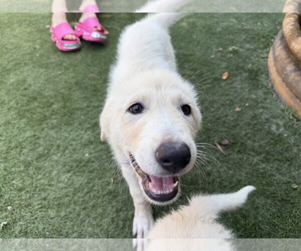 Medium Photo #3 German Shepherd Dog-Great Pyrenees Mix Puppy For Sale in Dallas, TX, USA