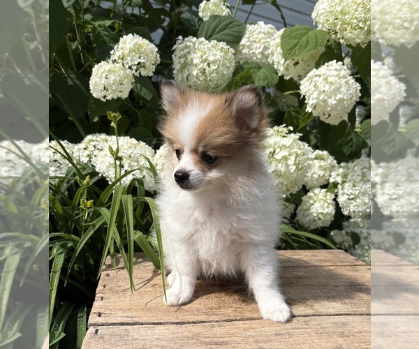 Medium Photo #3 Pomeranian Puppy For Sale in MIDDLEBURY, IN, USA