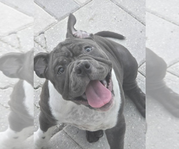 Medium Photo #1 American Bully Puppy For Sale in NORTH PORT, FL, USA