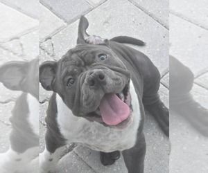 American Bully Puppy for sale in NORTH PORT, FL, USA
