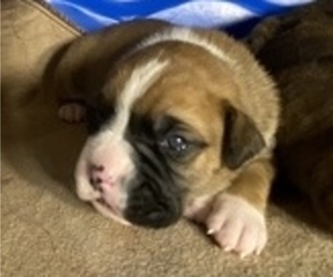 Boxer Dog for Adoption in LAMAR, Missouri USA