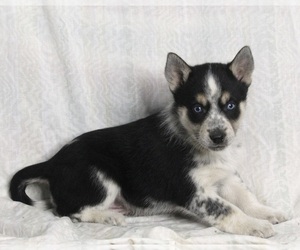 Siberian Husky-Texas Heeler Mix Puppy for sale in FREDERICKSBURG, OH, USA