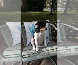 Rat Terrier Puppy for sale in MILAN, OH, USA