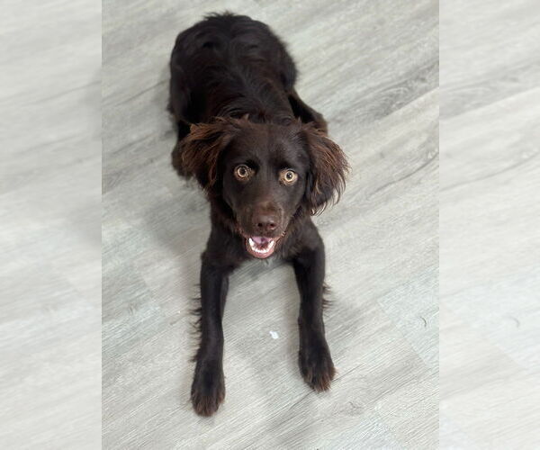 Medium Photo #2 Boykin Spaniel Puppy For Sale in Oak Bluffs, MA, USA