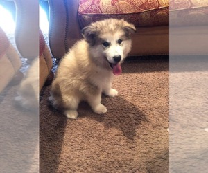Alaskan Malamute Puppy for sale in HENNESSEY, OK, USA