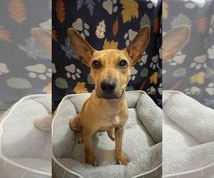 Mutt Dogs for adoption in oakland, FL, USA