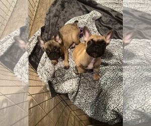 French Bulldog Puppy for sale in ORLANDO, FL, USA