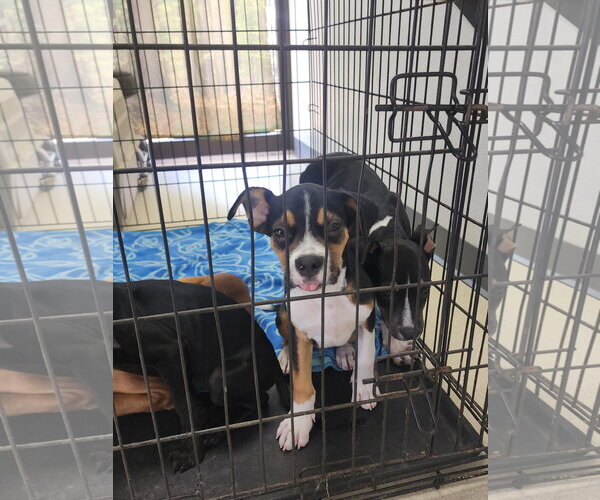 Medium Photo #5 Mutt Puppy For Sale in Fort Collins, CO, USA