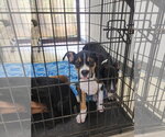 Small #4 Mutt