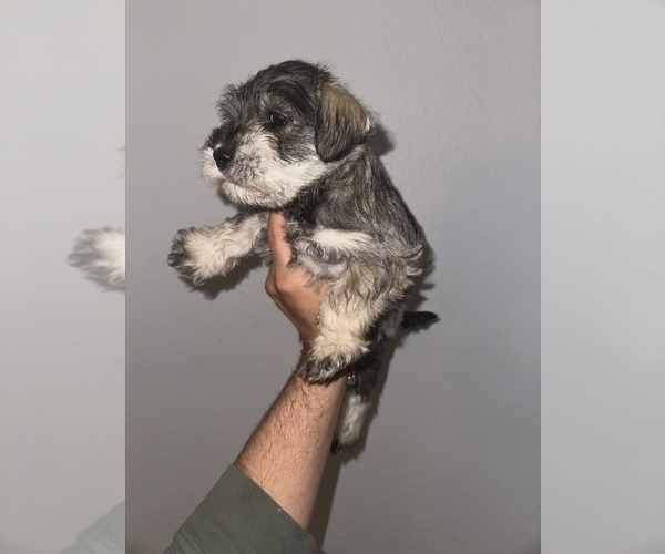 Medium Photo #2 Schnauzer (Miniature) Puppy For Sale in DENVER, CO, USA