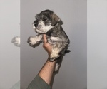 Small Photo #2 Schnauzer (Miniature) Puppy For Sale in DENVER, CO, USA
