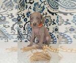 Puppy Chili Weimaraner