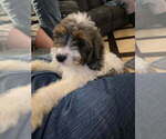 Puppy Puppy Truffle Cavapoo