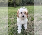 Small #26 Cavapoo-Poodle (Miniature) Mix