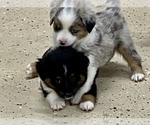 Small Photo #6 Australian Shepherd Puppy For Sale in ANTHONY, FL, USA