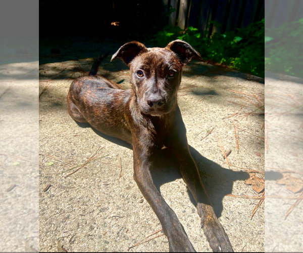 Medium Photo #3 Mutt Puppy For Sale in Holly Springs, NC, USA