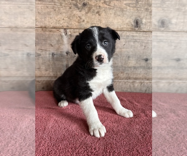 Medium Photo #1 Border Collie Puppy For Sale in VERMONTVILLE, MI, USA