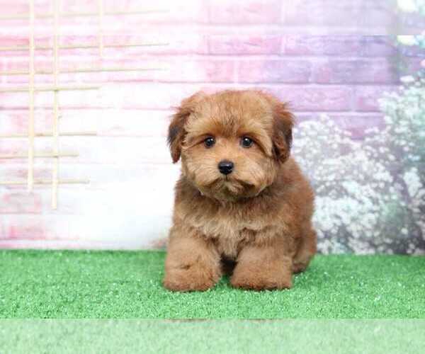 Medium Photo #1 Poodle (Toy)-Yorkshire Terrier Mix Puppy For Sale in BEL AIR, MD, USA